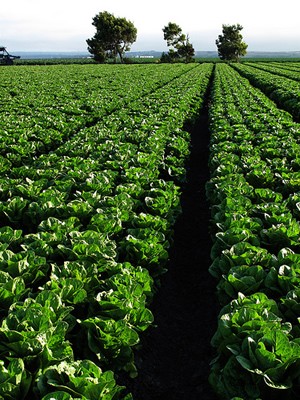 Field of Romaine lettuce, Salinas
